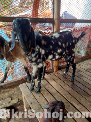 ব্লাক বেঙ্গল পাঠা ছাগল